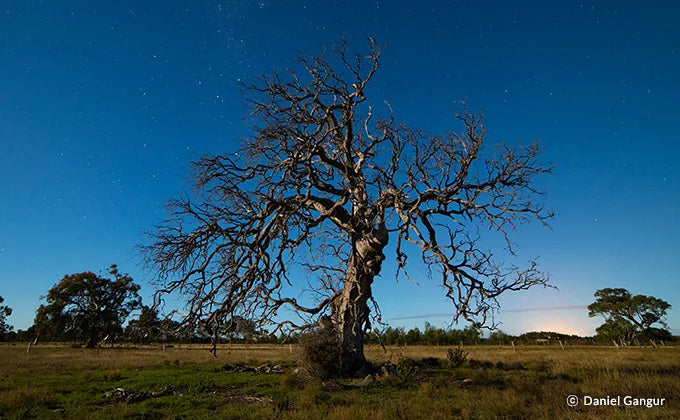 Samyang 14mm f/2.8 Astrophotography Lens